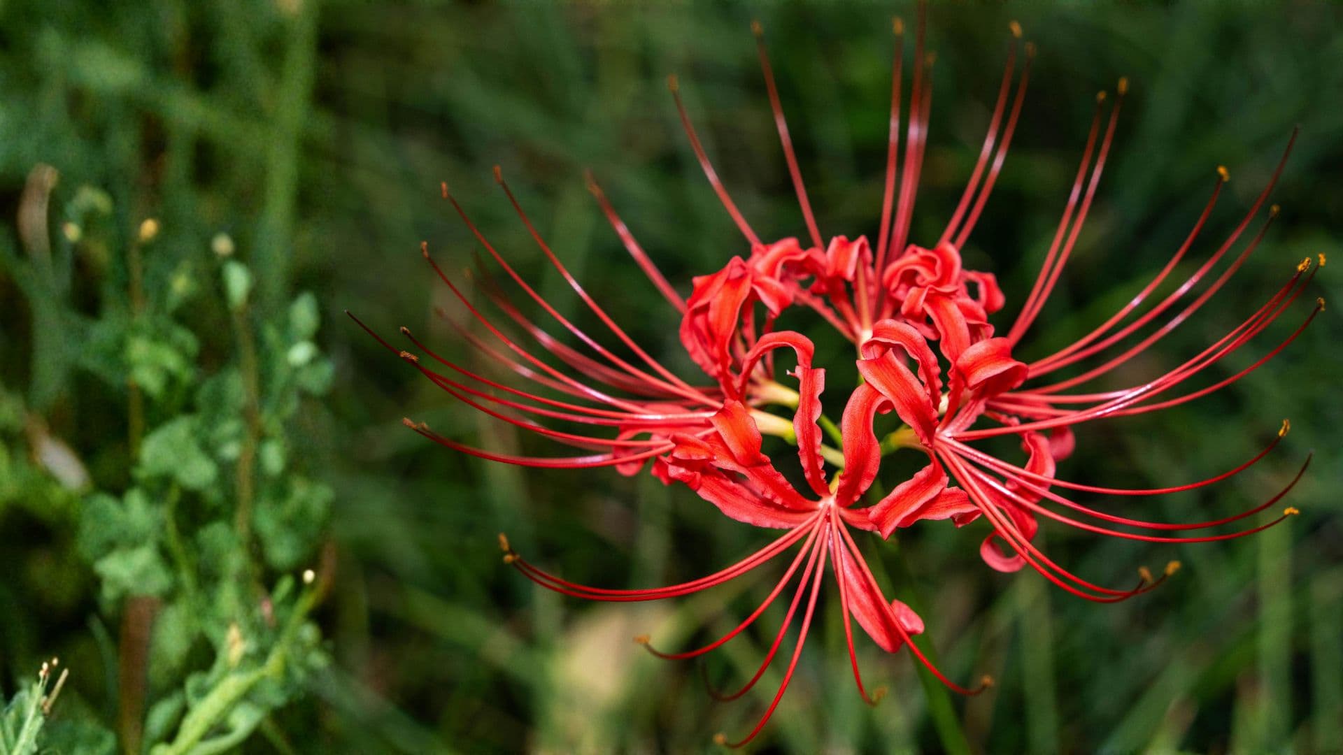 Yoga e meditação ao pôr do sol em Ericeira